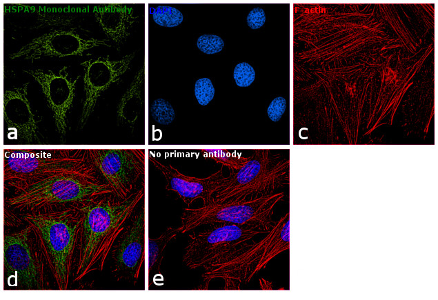 HSPA9 Antibody in Immunocytochemistry (ICC/IF)