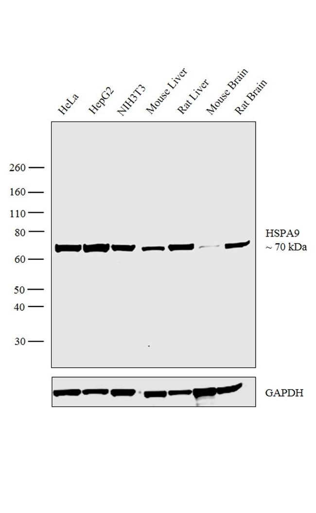 HSPA9 Antibody in Western Blot (WB)