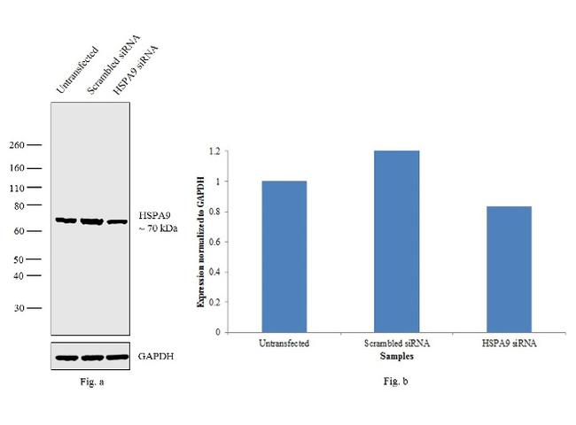 HSPA9 Antibody in Western Blot (WB)