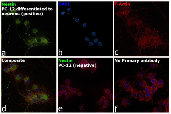 Nestin Antibody