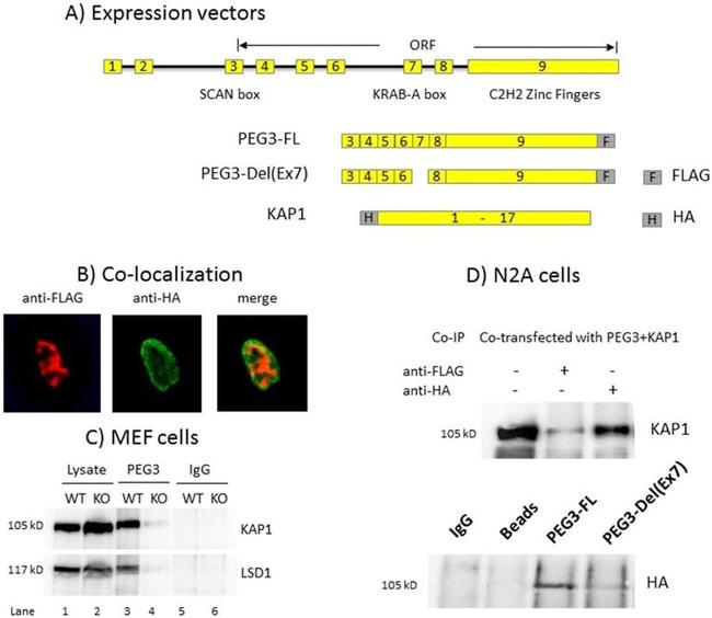 HA Tag Antibody in Immunoprecipitation (IP)