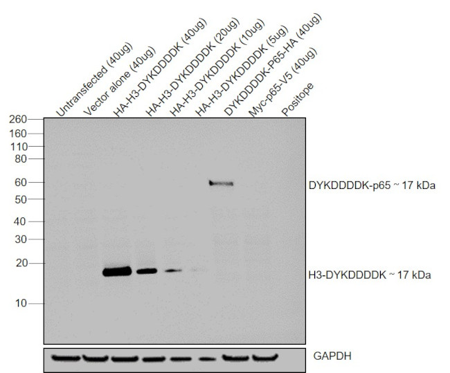 DYKDDDDK Tag Antibody