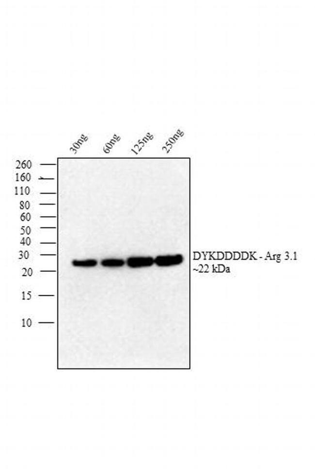 DYKDDDDK Tag Antibody in Western Blot (WB)