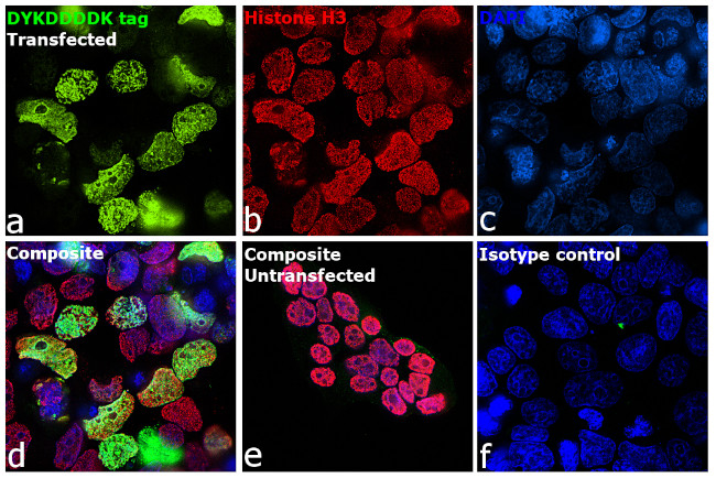 DYKDDDDK Tag Antibody in Immunocytochemistry (ICC/IF)