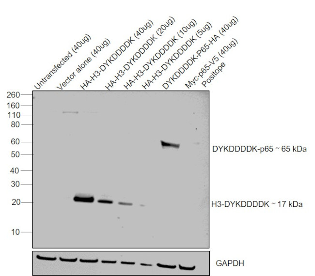 DYKDDDDK Tag Antibody