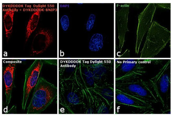 DYKDDDDK Tag Antibody in Immunocytochemistry (ICC/IF)