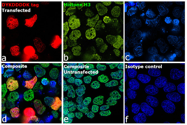 DYKDDDDK Tag Antibody in Immunocytochemistry (ICC/IF)