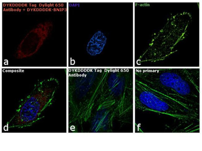 DYKDDDDK Tag Antibody in Immunocytochemistry (ICC/IF)