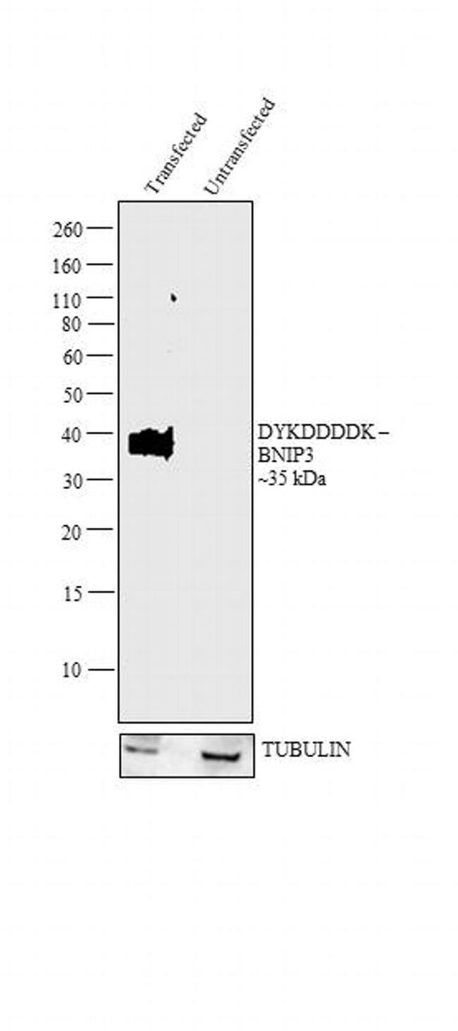 DYKDDDDK Tag Antibody in Western Blot (WB)