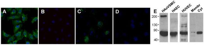 Calcium Sensing Receptor Antibody in Western Blot, Immunocytochemistry (WB, ICC/IF)