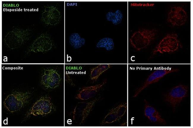 DIABLO Antibody