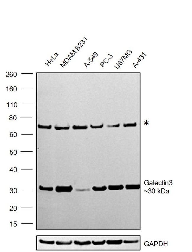 Galectin 3 Antibody in Western Blot (WB)