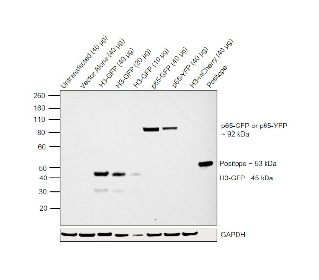 eGFP Antibody