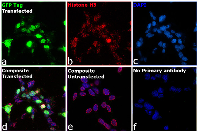 eGFP Antibody in Immunocytochemistry (ICC/IF)