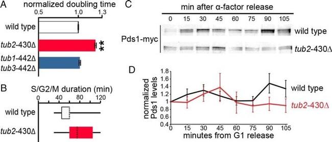 c-Myc Antibody in Western Blot (WB)