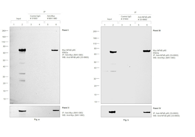 c-Myc Antibody in Immunoprecipitation (IP)