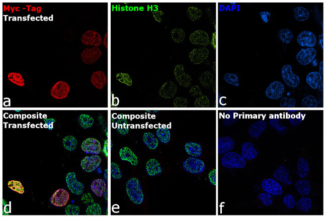 c-Myc Antibody in Immunocytochemistry (ICC/IF)