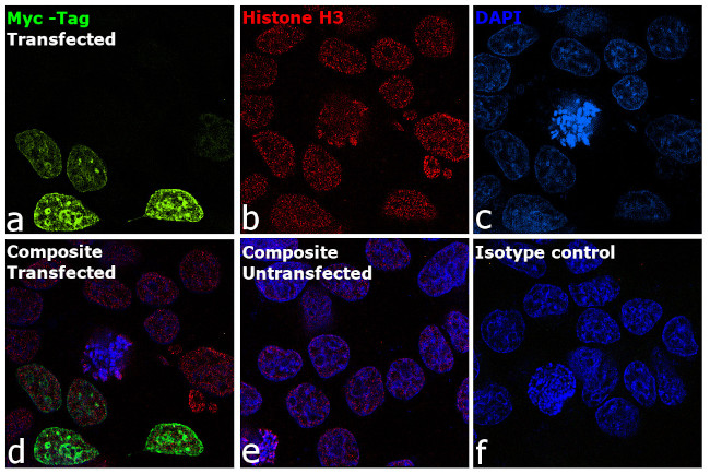 c-Myc Antibody in Immunocytochemistry (ICC/IF)