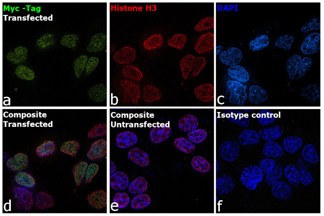 c-Myc Antibody in Immunocytochemistry (ICC/IF)