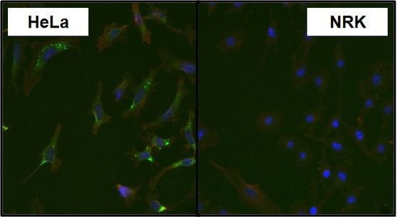 MAP2K4 Antibody in Immunocytochemistry (ICC/IF)