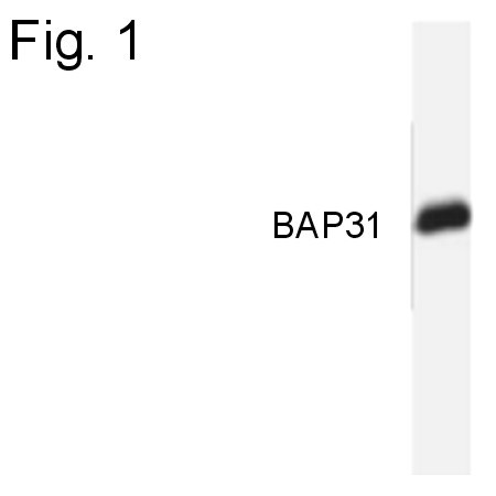 BAP31 Antibody in Western Blot (WB)