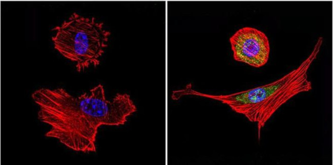 HSP70 Antibody in Immunocytochemistry (ICC/IF)