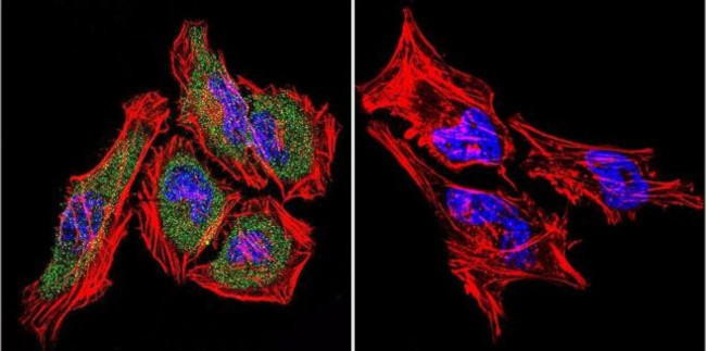 HSP70 Antibody in Immunocytochemistry (ICC/IF)