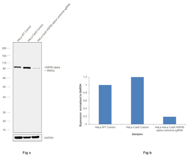 HSP90 alpha Antibody