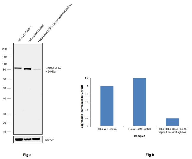 HSP90 alpha Antibody in Western Blot (WB)