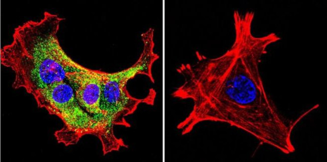 HSP90 alpha Antibody in Immunocytochemistry (ICC/IF)