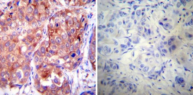 HSP90 alpha Antibody in Immunohistochemistry (Paraffin) (IHC (P))