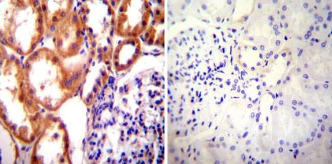 HSP90 alpha Antibody in Immunohistochemistry (Paraffin) (IHC (P))