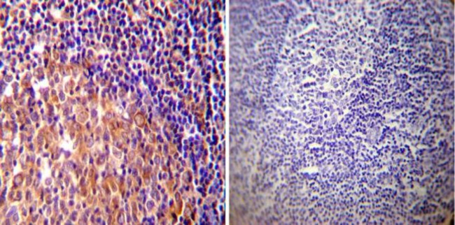 HSP90 alpha Antibody in Immunohistochemistry (Paraffin) (IHC (P))