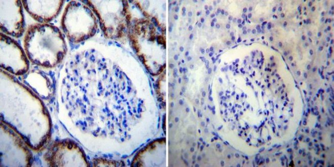 HSP60 Antibody in Immunohistochemistry (Paraffin) (IHC (P))