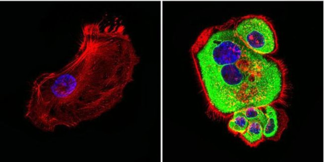 HSP60 Antibody in Immunocytochemistry (ICC/IF)