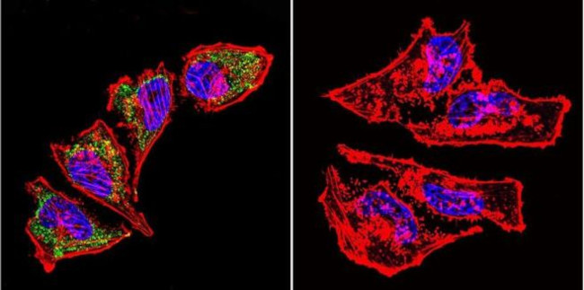 HSP60 Antibody in Immunocytochemistry (ICC/IF)