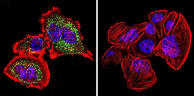 HSP60 Antibody in Immunocytochemistry (ICC/IF)