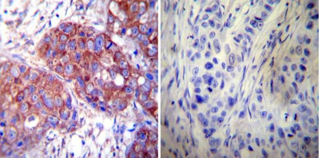 HSP60 Antibody in Immunohistochemistry (Paraffin) (IHC (P))