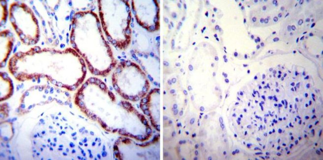 HSP60 Antibody in Immunohistochemistry (Paraffin) (IHC (P))