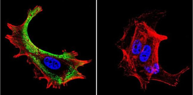 HSC70 Antibody in Immunocytochemistry (ICC/IF)