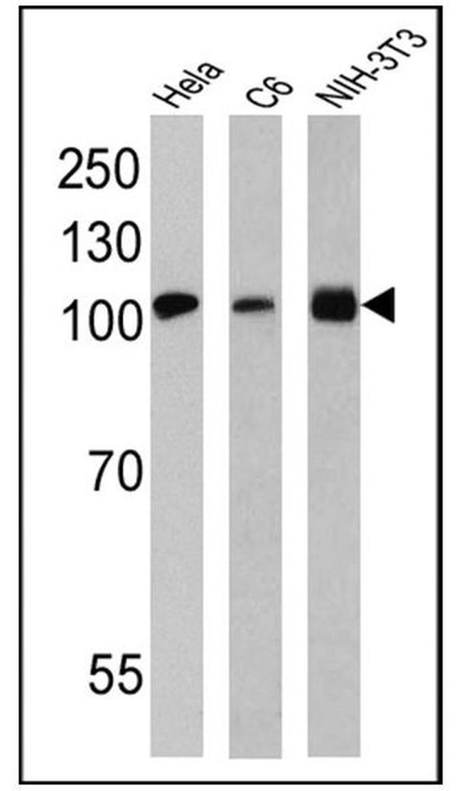 GRP94 Antibody in Western Blot (WB)