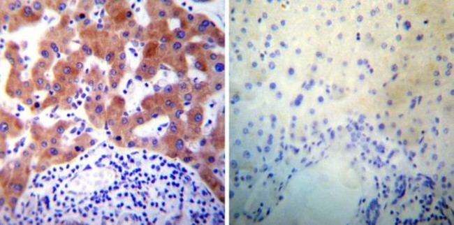 PDI Antibody in Immunohistochemistry (Paraffin) (IHC (P))