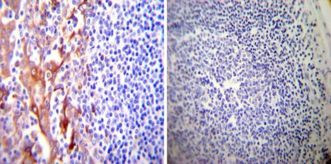 PDI Antibody in Immunohistochemistry (Paraffin) (IHC (P))