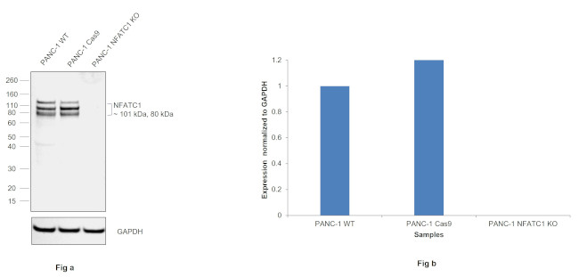 NFATC1 Antibody in Western Blot (WB)