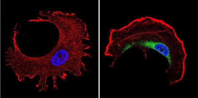 TCP1 Antibody in Immunocytochemistry (ICC/IF)