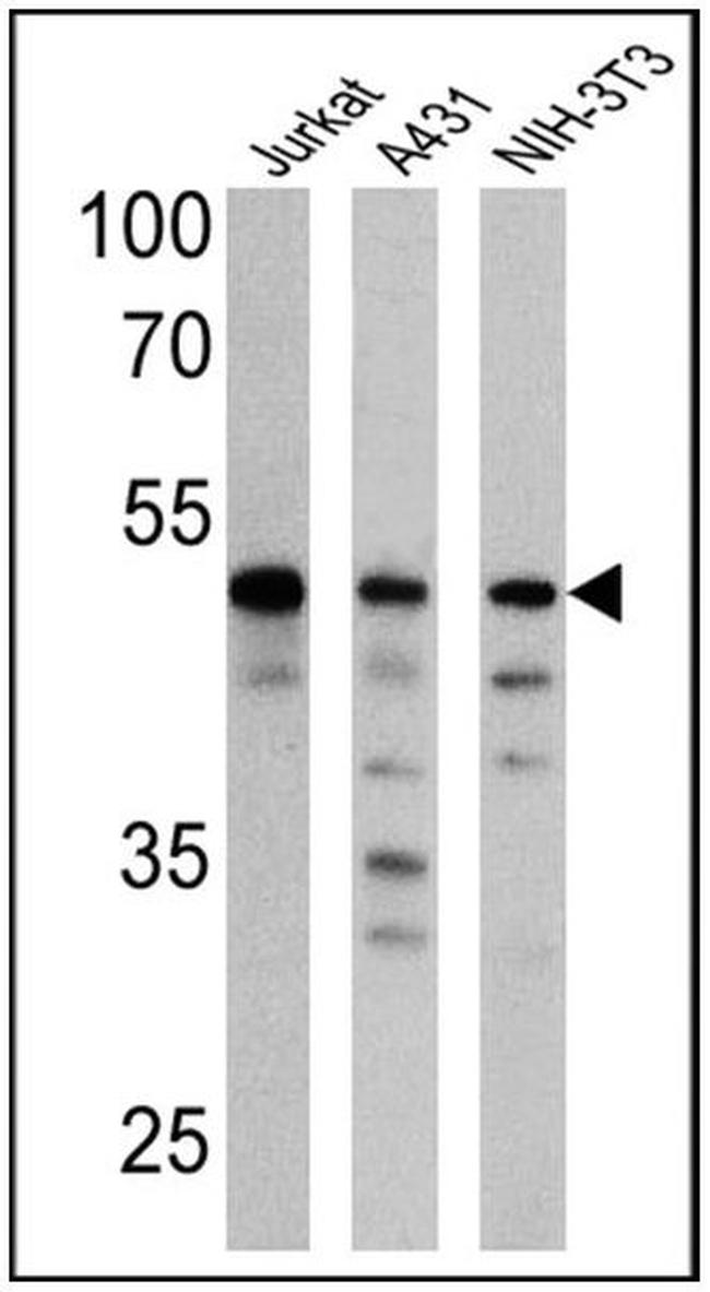 Cdc37 Antibody in Western Blot (WB)