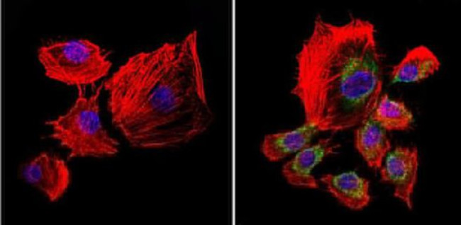 uNOS Antibody in Immunocytochemistry (ICC/IF)