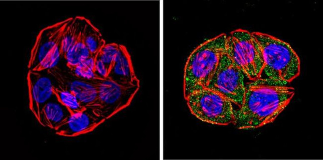 CYP1A1/CYP1A2 Antibody in Immunocytochemistry (ICC/IF)