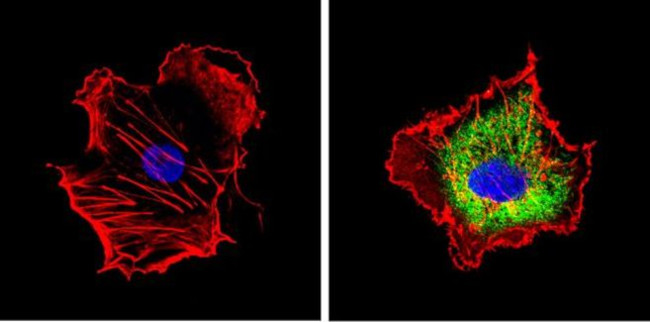 CYP1A2 Antibody in Immunocytochemistry (ICC/IF)