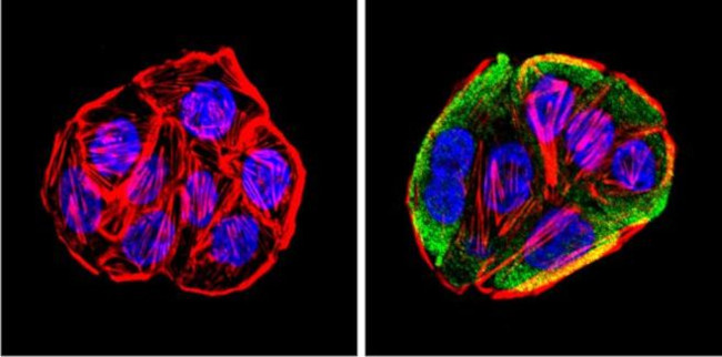 CYP1A2 Antibody in Immunocytochemistry (ICC/IF)